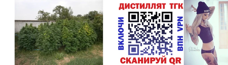 где продают наркотики  Онега  ТГК гашишное масло 